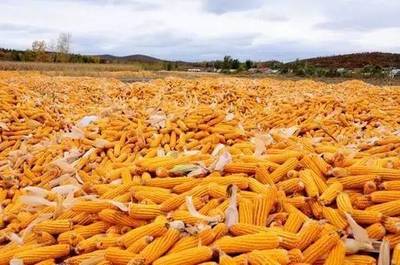 一紙合格證，守護(hù)“菜籃子”安全——食用農(nóng)產(chǎn)品合格證試行一周年市場(chǎng)觀察